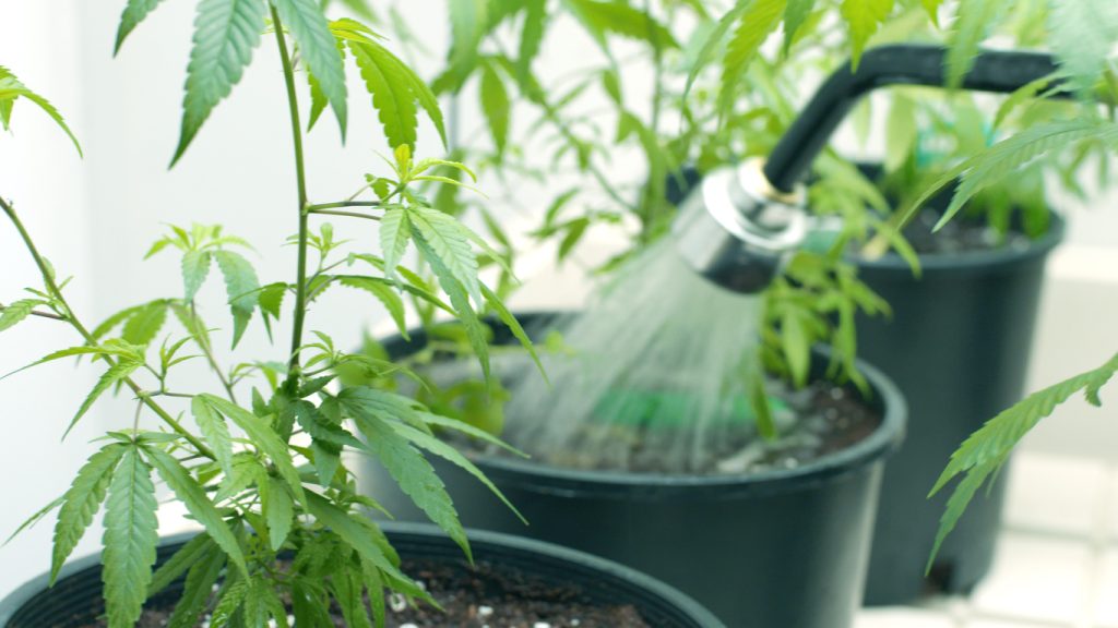 A hose watering three buckets with cannabis plants in them