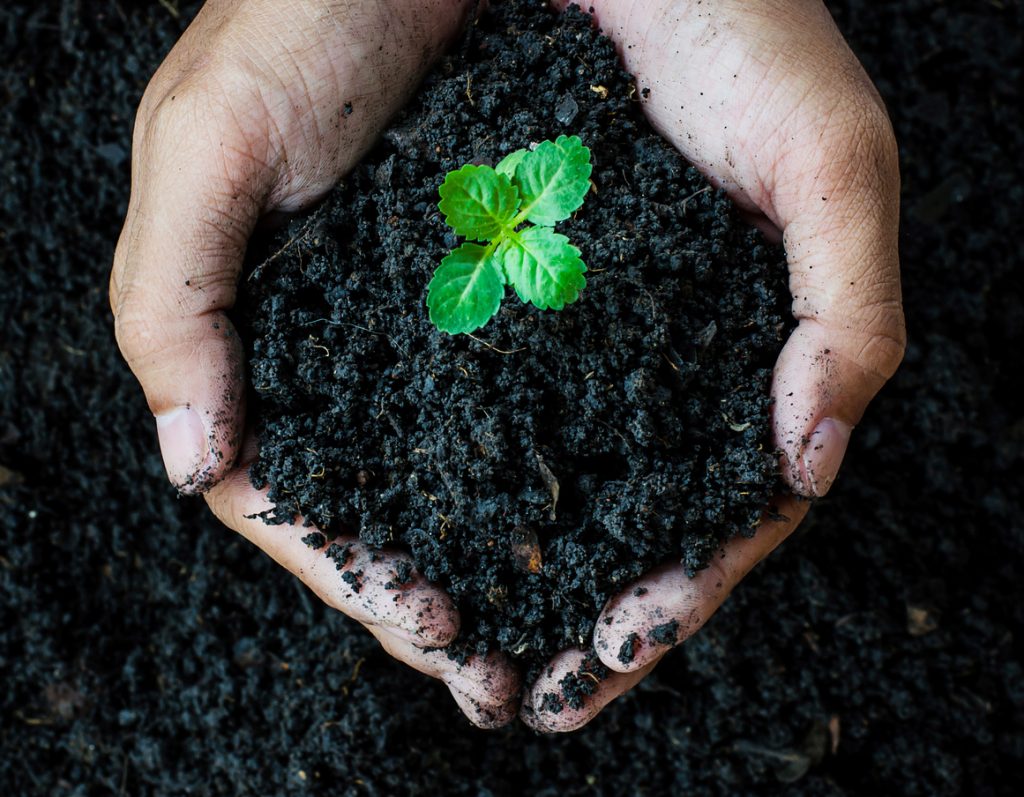 Hands holding wet soil with young plant growing