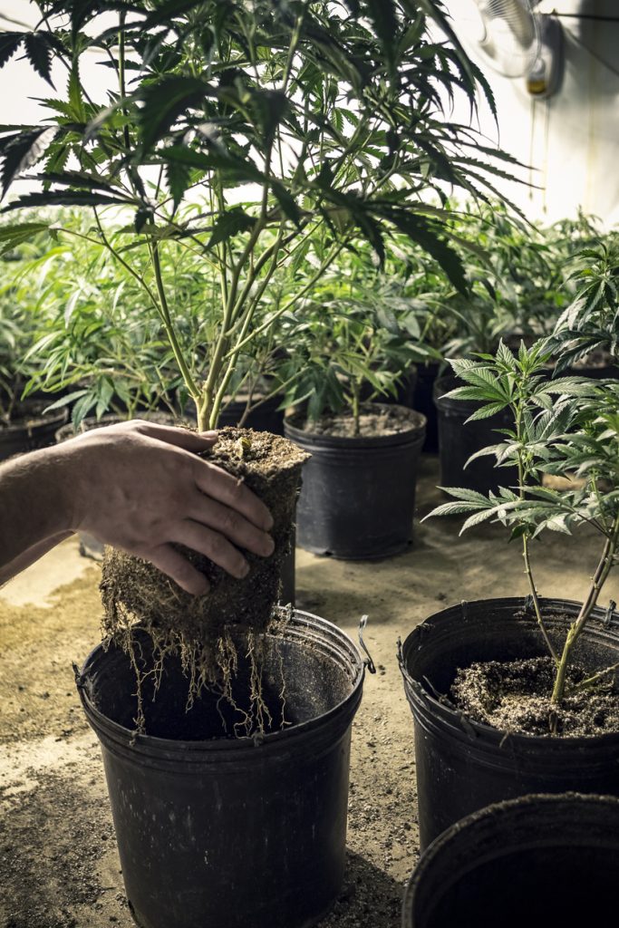 Cannabis grower at an indoor farm transplanting cannabis plant into new dirt pots