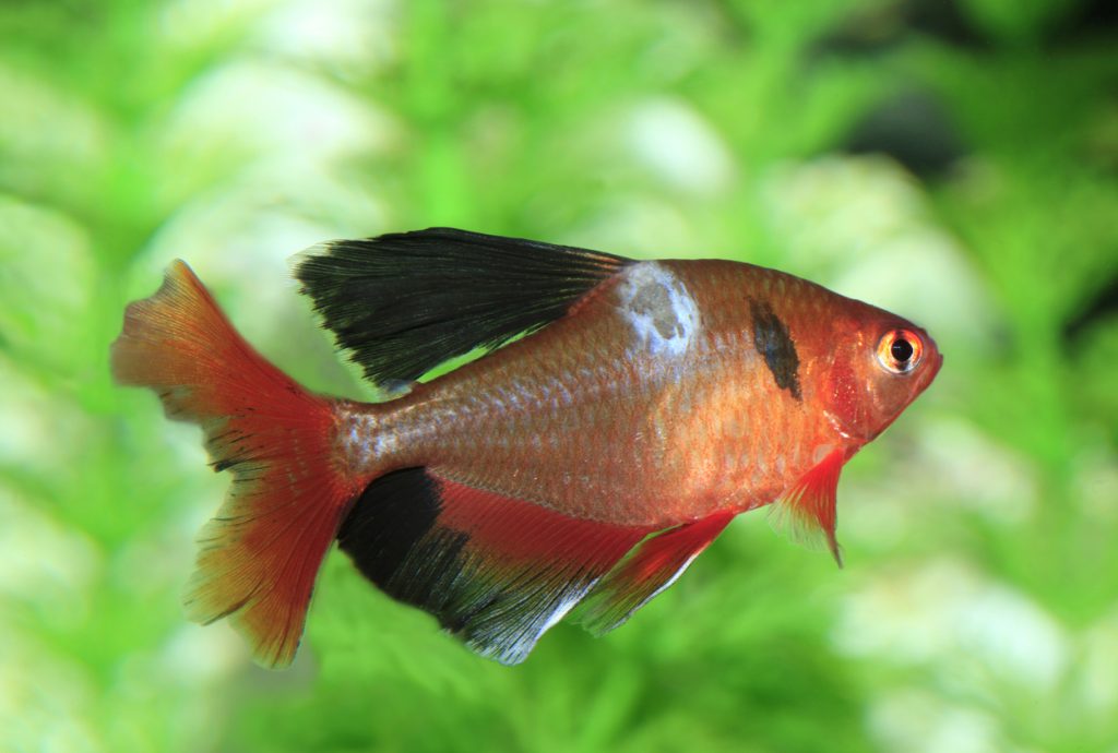 A fish in an aquarium with a white sore on its back
