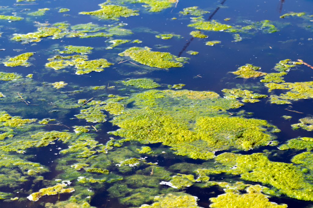 Pond water with a thick algae bloom growing on top