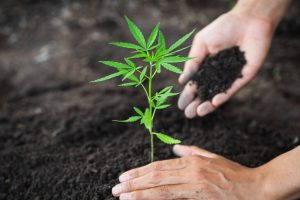 Planting a cannabis plant in fresh soil