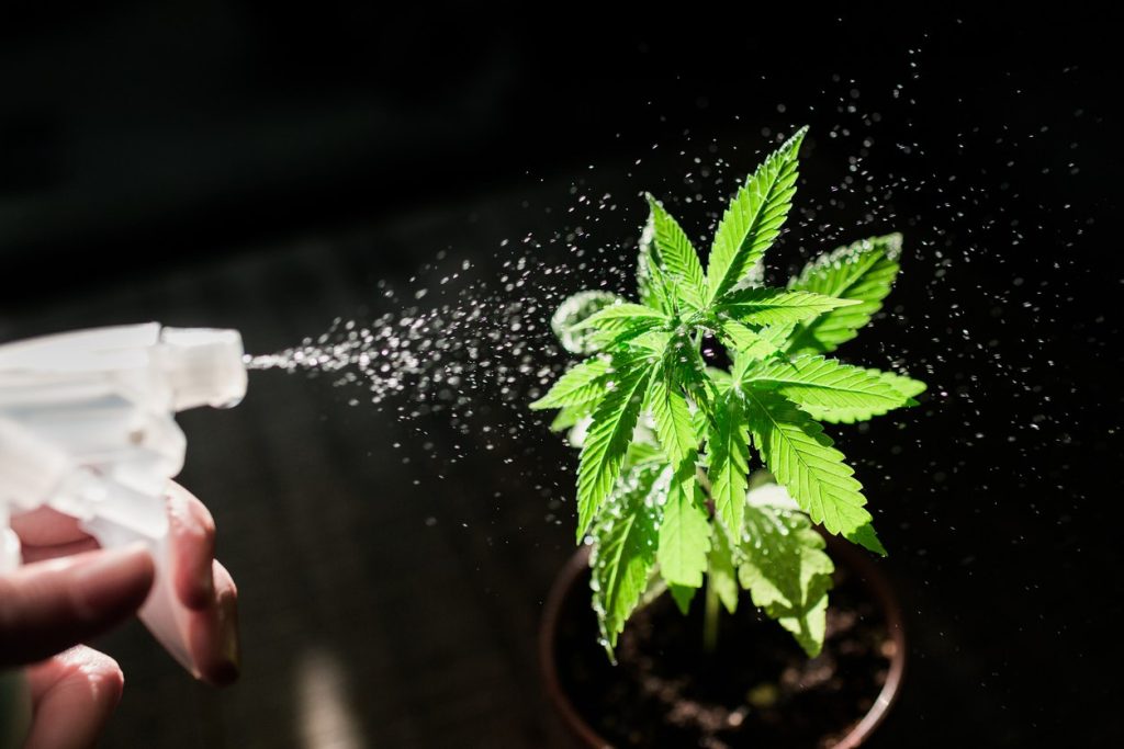 Watering a young, growing cannabis plant in a pot with a spray bottle