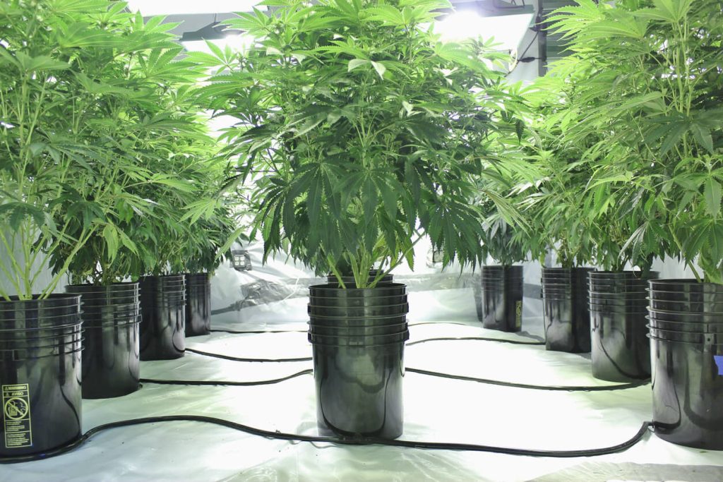 Pots of cannabis lined up with hydroponic water lines leading to each pot