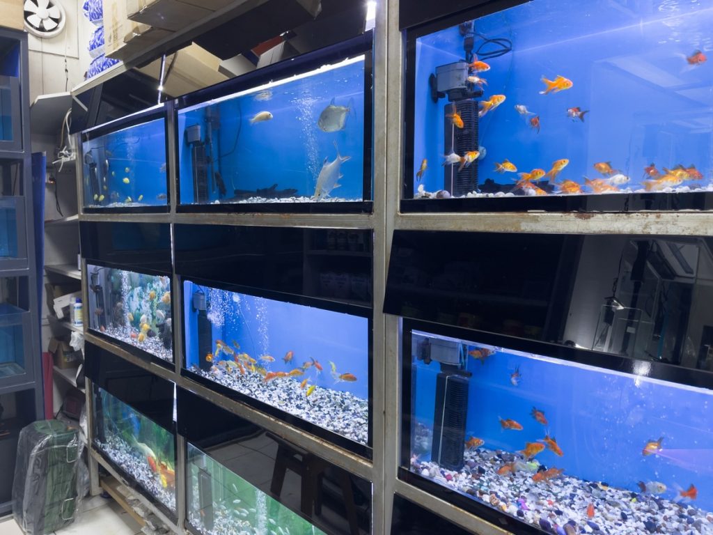 Fish tanks lined up on a wall with various types of fish swimming and water filters on display in each one