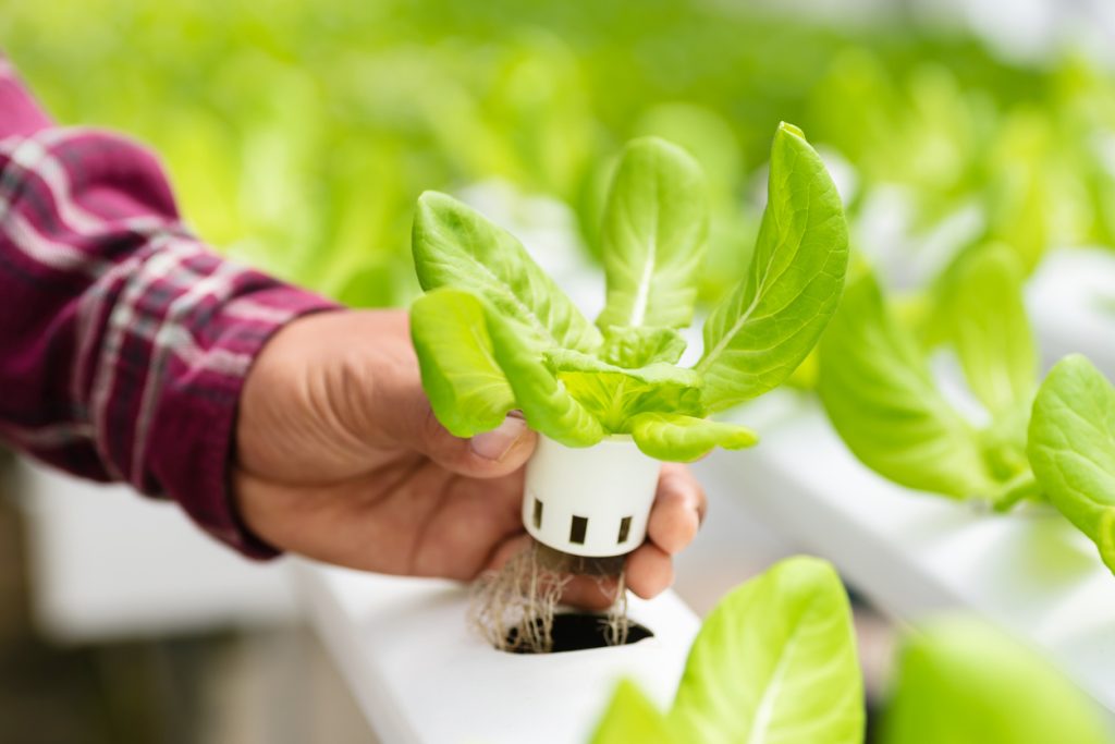 Someone picks up a growing vegetable from its place in a hydroponic system