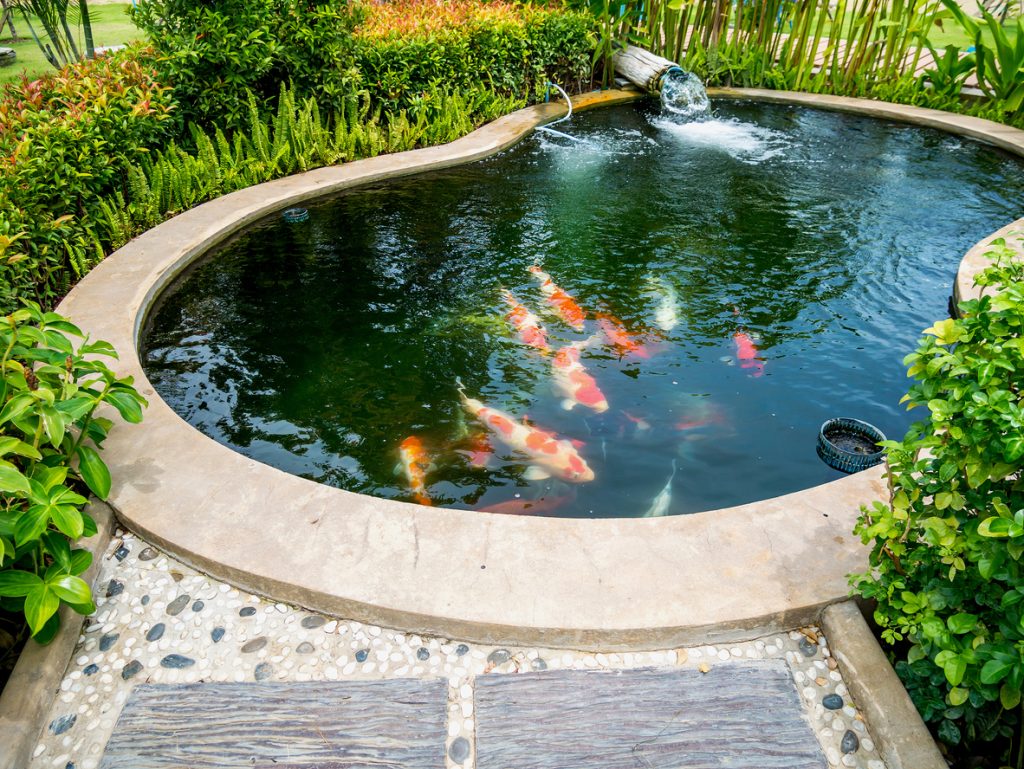 A small fish pond surrounded by greenery with koi fish swimming
