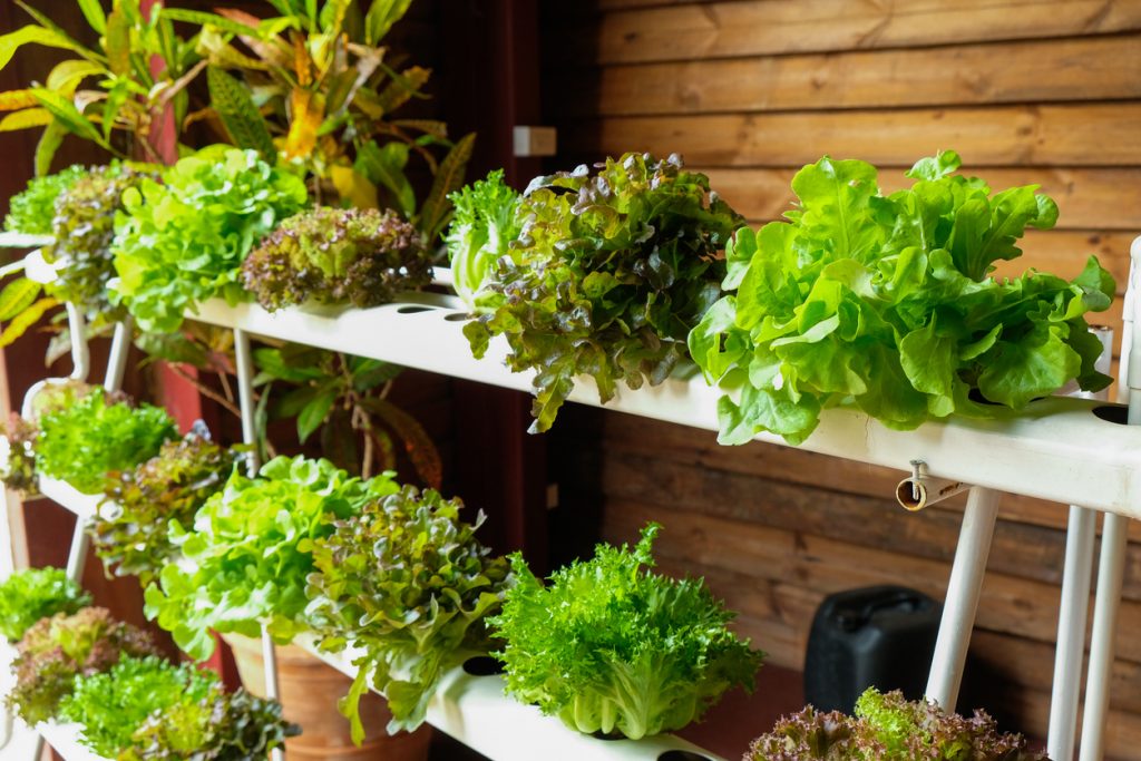 Three stacked rows of hydroponic vegetables that are growing vibrantly