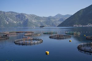 An aquaculture farm set into a lake surrounded by mountains