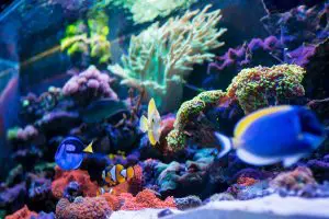 Tropical fish swimming in a reef tank tended by a UV light sterilizer