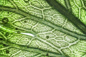 The cells of a leaf with a light backlighting it to show the veins and canals running throughout it